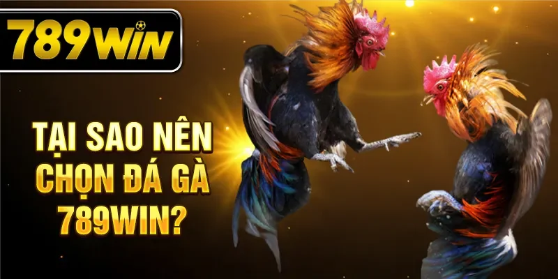 Tại sao nên chọn đá gà 789WIN?